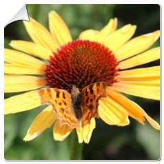 echinacea evening glow
